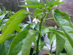 First flowers on the chilli