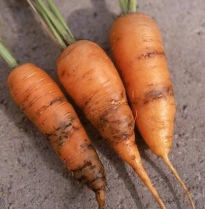 Carrot Root Fly Damage