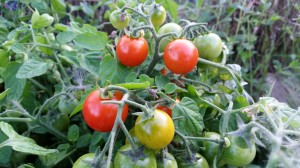 Tumbler tomatoes