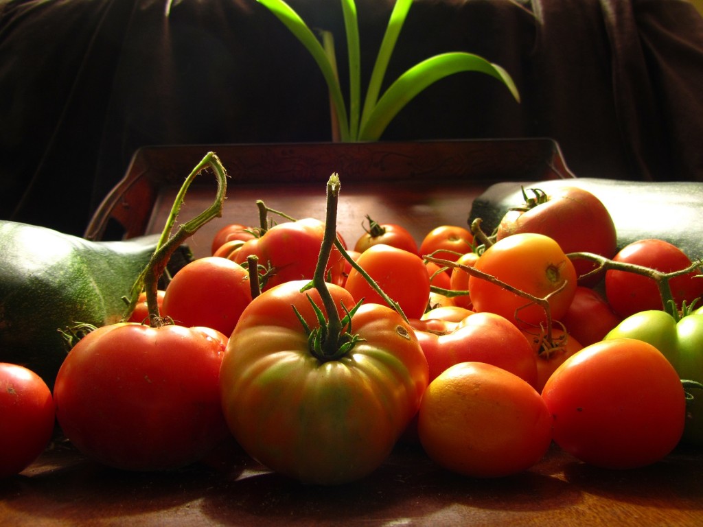 How To Grow Tomatoes The Vegetable Plot