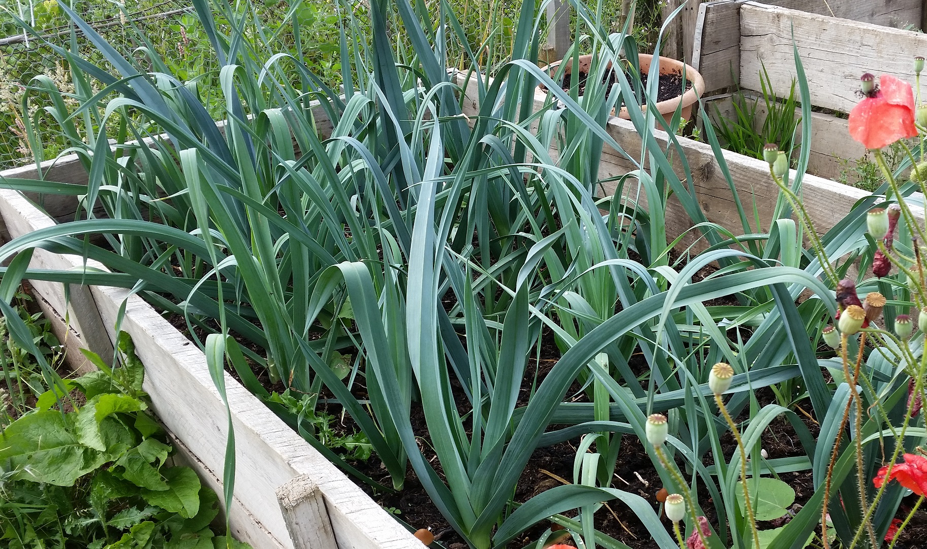 Leeks Plot How to grow Leeks | The Vegetable Plot